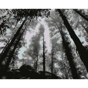 Картина по номерам "Туманный лес"