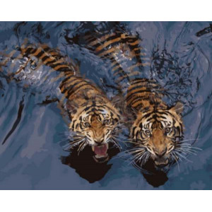 Картина по номерам "Мощные тигры в воде"