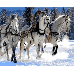 Картина по номерам "Три белых коня"