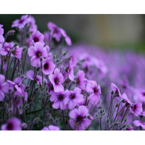 Картина по номерам "Пурпурные цветы"