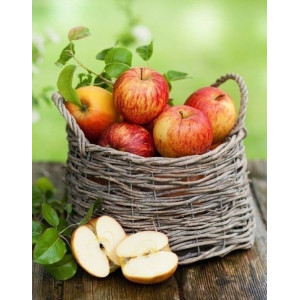 Картина по номерам "Сочные яблоки"