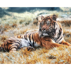 Картина по номерам "Матёрый тигр"