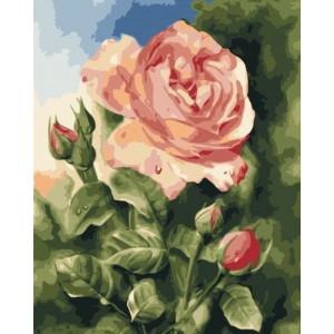 Картина по номерам "Распустившаяся роза"