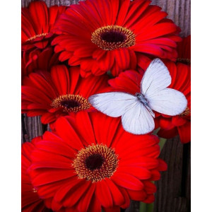 Картина по номерам "Красные цветы и белая бабочка"