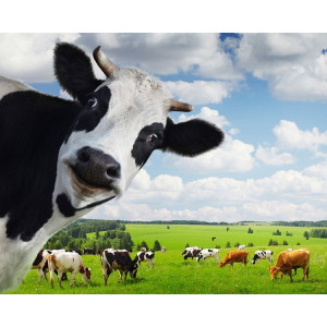 Картина по номерам "Стадо коров"