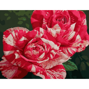 Картина по номерам "Распустившиеся розы"