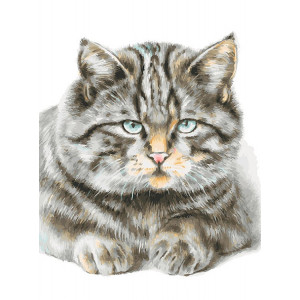 Картина по номерам "Кот домашний"