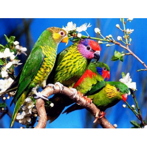 Картина по номерам "Волнистые попугаи"