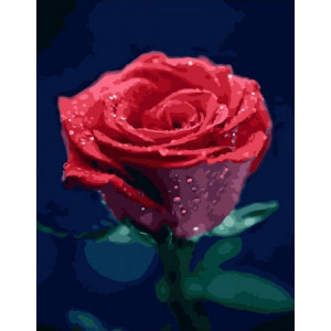 Картина по номерам "Красота розы"