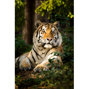 Картина по номерам "Тигр у вечірньому лісі"