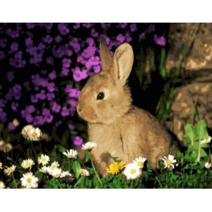 Картина по номерам "Кролик"