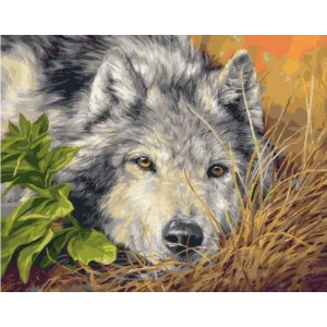 Картина по номерам "Грусть в глазах волка"