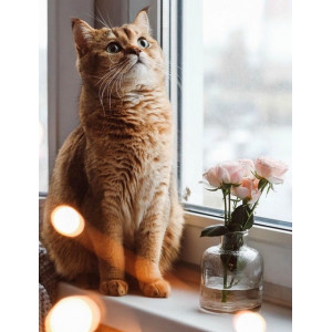 Картина по номерам "Кот на окне"