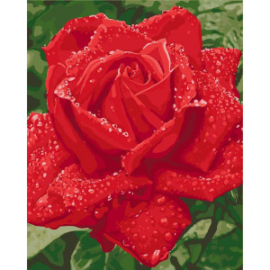 Картина по номерам "Нежность розы"