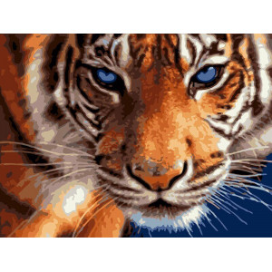 Картина по номерам "Голубоглазый тигр"