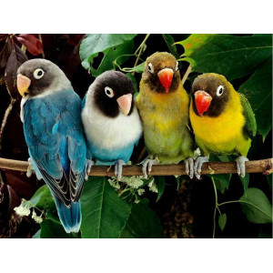 Картина по номерам "Волнистые попугайчики"