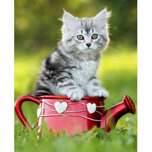 Картина по номерам "Милый котенок на природе"