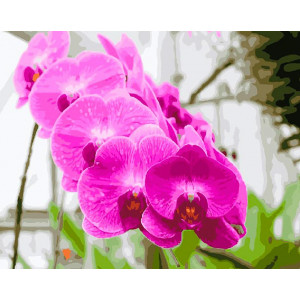 Картина по номерам "Красивая орхидея"