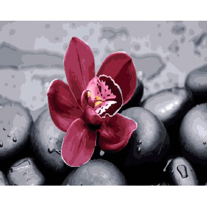 Картина по номерам "Орхидея на камнях"