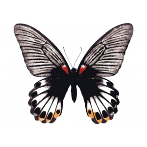 Картина по номерам "Бабочка-парусник"