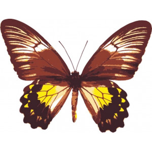 Картина по номерам "Малайская бабочка"