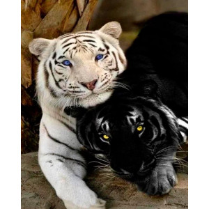 Картина по номерам "Черный и белый тигры"