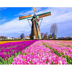 Картина по номерам "Фестиваль тюльпанов в Голландии"