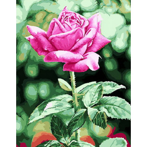 Картина по номерам "Садовая роза"