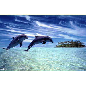 Картина по номерам "Дельфины у острова"