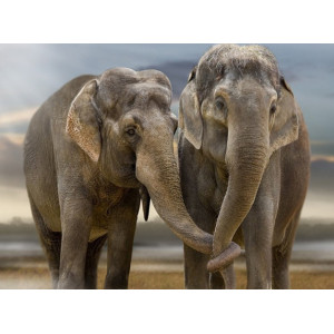 Картина по номерам "Пара слонов"