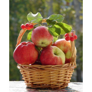 Картина по номерам "Корзина с яблоками"