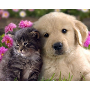 Картина по номерам "Котёнок и щенок"