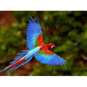 Картина по номерам "Красочный попугай"