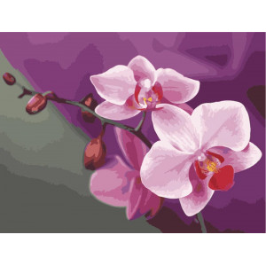 Картина по номерам "Розовые орхидеи"