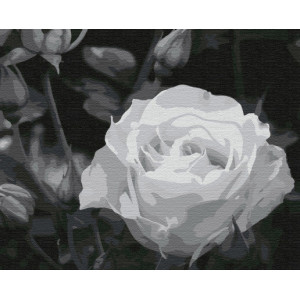Картина по номерам "Белая роза"