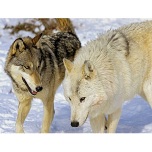 Картина по номерам "Волки в снегу"
